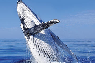 Whale Watching Combo in Cabo San Lucas: Sightseeing Cruise, Snorkeling and Shopping