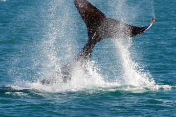 Whale-Watching Cruise and Hillarys Boat Harbour Day Trip from Perth