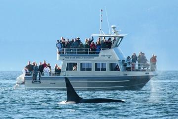 Whale-Watching Cruise with Expert Naturalists