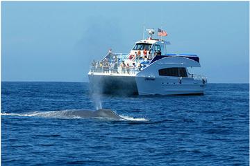 Whale Watching Experience with Live Commentary
