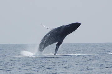 Whale Watching On The Big Island