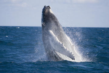 Whale-Watching Tour from Akureyri