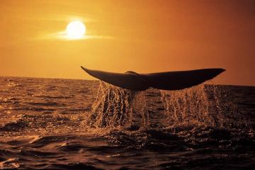 Whale Watching Tour from Cape Town