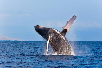 Whale-Watching Tour from Reykjavik