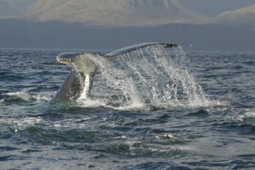 Whales Watching Tour from Punta Arenas