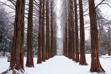 Winter Sonata TV Tour on Nami Island from Seoul