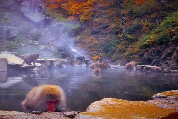 Zenko-ji Temple and Snow Monkey Day Tour