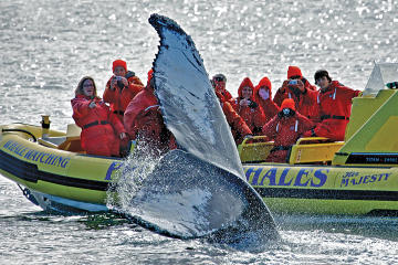 Zodiac Whale-Watching Adventure in Victoria